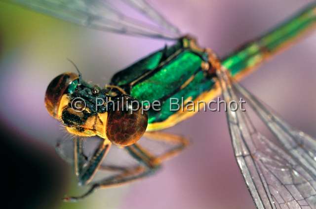 Chalcolestes viridis.JPG - in "Portraits d'insectes" ed. Seuil, Chalcolestes viridis, Demoiselle, Leste vert, Willow emerald damselfly or Western willow spreadwing, Odonata, Zygoptera, Lestidae, France